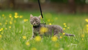 Illustration : En Australie, de nouvelles lois interdisent aux chats d’être seuls dehors