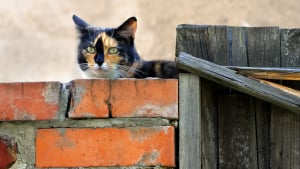 Illustration : Inquiétude dans une commune de Haute-Savoie après la disparition de plusieurs chats