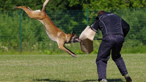 Illustration : Un chien frappé et mis K-O, une association réclame une meilleure considération des chiens 