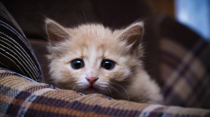 Illustration : 43 chatons et un chiot découverts par la douane dans un fourgon dans les Hautes-Alpes