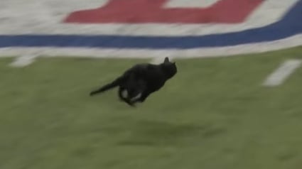 Illustration : Un chat fait sensation en débarquant sur le terrain en plein match de football américain