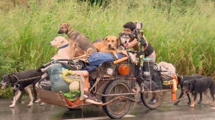 Illustration : Cet homme fait le tour du Mexique pour sauver les chiens blessés ou malades