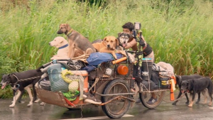 Illustration : Cet homme fait le tour du Mexique pour sauver les chiens blessés ou malades