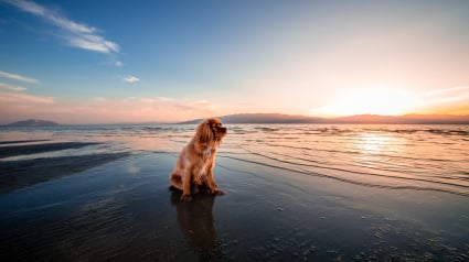 Illustration : Tombé dans un lac gelé, les secours utilisent une pelleteuse pour sauver un chien (vidéo)