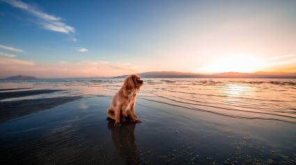 Illustration : Saint-Malo : la pétition des propriétaires de chiens rejetée par la mairie