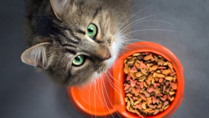 Illustration : Pourquoi choisir une alimentation bio pour son chat ?