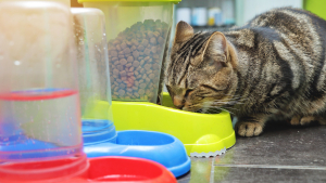 Illustration : Quelles différences entre l’alimentation bio et l’alimentation naturelle pour chat ?