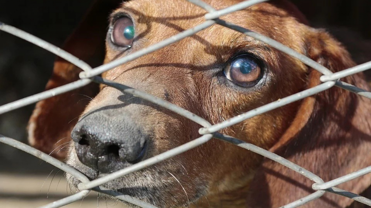 Illustration : "Une association lutte contre le trafic de chiens au Cambodge et fait fermer un abattoir"