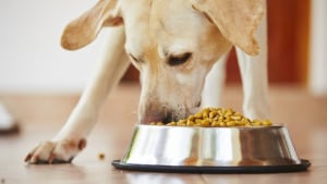 Illustration : Qu'est-ce que l'alimentation naturelle et bio pour chien ?