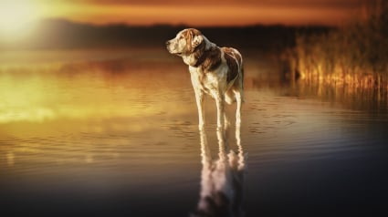 Illustration : Slovaquie : 3 femmes décèdent en portant secours aux chiens d’un refuge inondé