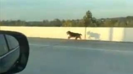 Illustration : Des automobilistes se mobilisent pour sauver un chien courant sur une autoroute