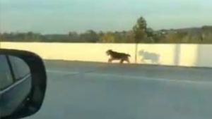 Illustration : Des automobilistes se mobilisent pour sauver un chien courant sur une autoroute