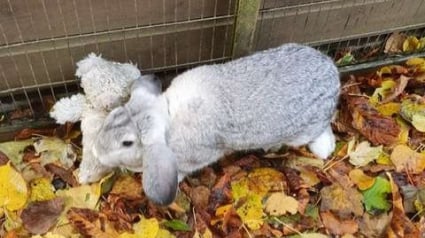 Illustration : Abandonné, ce lapin n'a pour seul réconfort son ours en peluche qu'il garde en permanence 