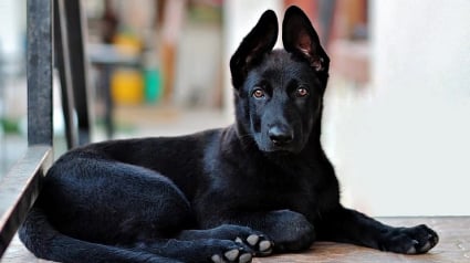 Illustration : Black Friday : l'association Seconde Chance renouvelle l’opération "Rencontrez une Perle Noire" pour contrer la superstition des animaux noirs