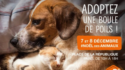 Illustration : Le Noël de la SPA : 400 chiens et chats à rencontrer à Paris les 7 et 8 décembre