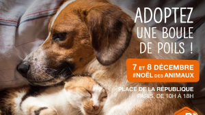 Illustration : Le Noël de la SPA : 400 chiens et chats à rencontrer à Paris les 7 et 8 décembre