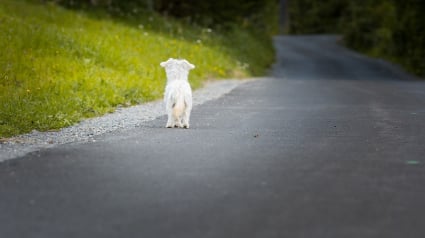 Illustration : L'état prévoit de lancer une mission parlementaire concernant l’abandon des animaux de compagnie