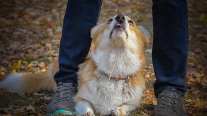 Illustration : Un chien reçoit des coups de couteau à la tête en tentant de protéger son maître lors d'une promenade