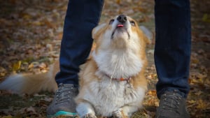 Illustration : "Un chien reçoit des coups de couteau à la tête en tentant de protéger son maître lors d'une promenade"