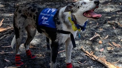 Illustration : Sauver une espèce en voie de disparition, un chien est formé pour cela ! 