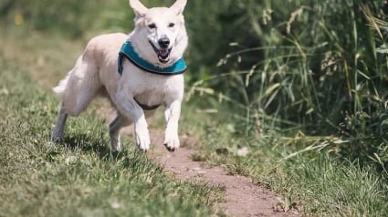 Illustration : Un chien revient chez sa propriétaire avec un crâne humain dans la gueule