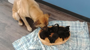 Illustration : "Une chienne errante protège du froid 5 chatons abandonnés !"