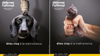 Illustration : Le groupe Défense de l’Animal interpelle les pouvoirs publics au sujet des maltraitances faites aux animaux de compagnie