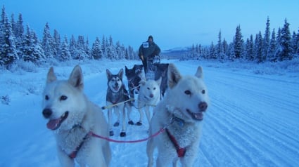 Illustration : Sans leurs chiens, les inuits n'auraient pas survécu aussi facilement ! 