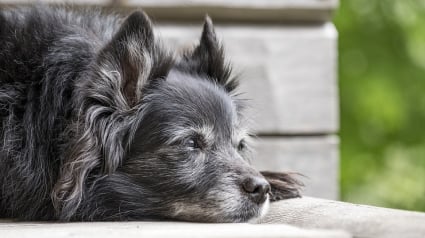 Illustration : 10 000 chiens ! La demande de chercheurs pour réaliser la plus grande étude sur le vieillissement canin