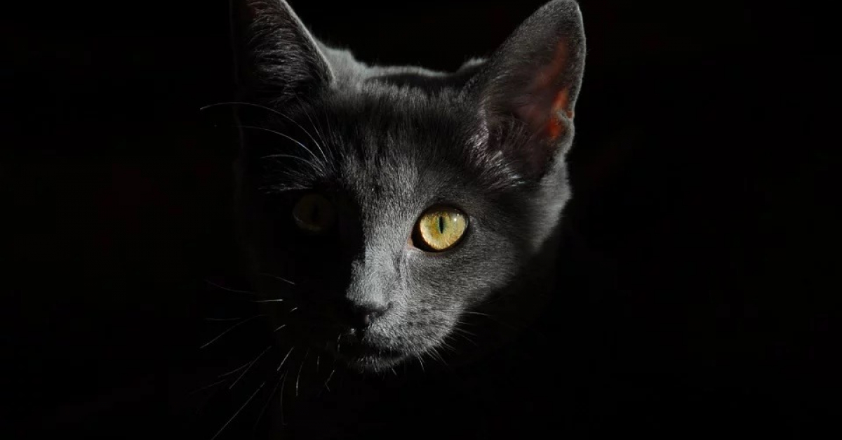 Un Chat Tué Par Des Chiens De Chasse Dans Les Côtes Darmor