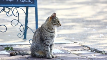 Illustration : Laisser son chat dehors ? C'est interdit selon la justice Européene ! 