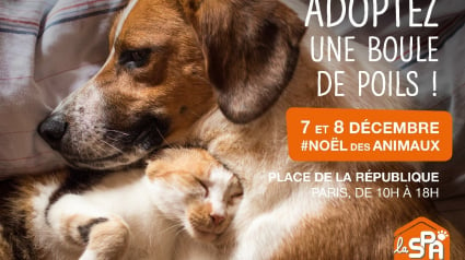 Illustration : La SPA contrainte d’annuler le Noël des Animaux Place de la République, l’évènement se tiendra dans ses refuges