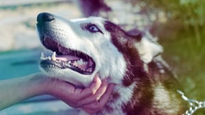 Illustration : Le chien d’un SDF décédé sauvé de la fourrière par un couple de restaurateurs