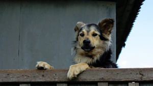 Illustration : Un chien sort indemne après l’effondrement d’un rocher sur sa maison !