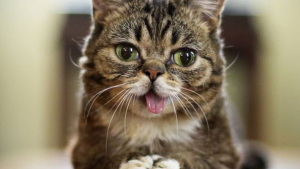 Illustration : Lil Bub, chatte star des réseaux sociaux, est décédée