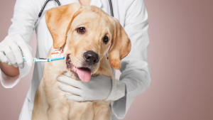 Illustration : La phytothérapie pour traiter la maladie parodontale du chien