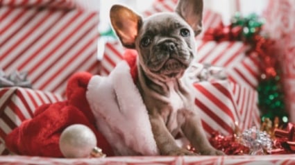 Illustration : Vous comptez offrir un chien pour Noël ? Réfléchissez-y à 2 fois