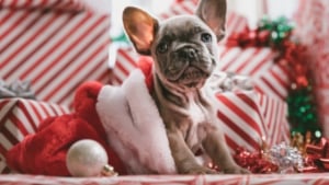 Illustration : Vous comptez offrir un chien pour Noël ? Réfléchissez-y à 2 fois