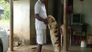 Illustration : Un fermier peint son chien en tigre pour protéger ses champs des rôdeurs 