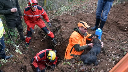 Illustration : Les pompiers s’emploient pour sortir deux chiens coincés dans un terrier !