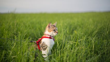 Illustration : Tenez vos chats en laisse : la demande de ce maire dans une commune du Nord ! 