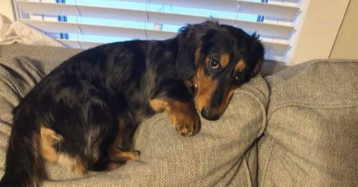 Ce Petit Chien Naime Pas La Neige Et Le Fait Savoir à Sa