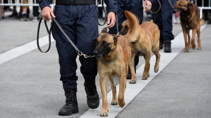 Illustration : Le cadavre d’un chien mort depuis plusieurs mois, découvert chez un agent de la sûreté ferroviaire