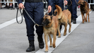 Illustration : Le cadavre d’un chien mort depuis plusieurs mois, découvert chez un agent de la sûreté ferroviaire