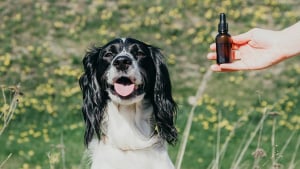 Illustration : Comment utiliser les huiles essentielles sur son chien ?