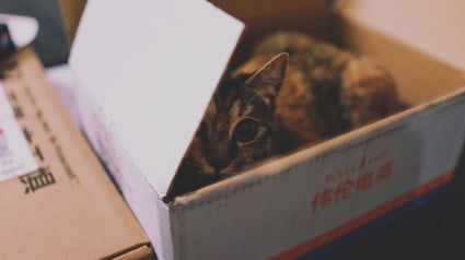 Illustration : Se cacher dans une boîte réduit le stress chez le chat, d’après une étude