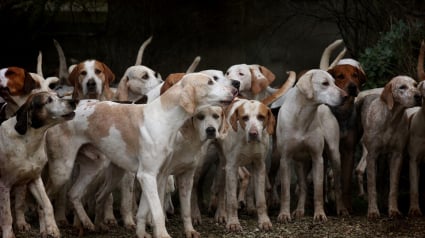 Illustration : Un élevage illégal de chiens de chasse découvert en Seine-Maritime