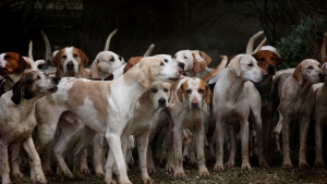 Illustration : Un élevage illégal de chiens de chasse découvert en Seine-Maritime