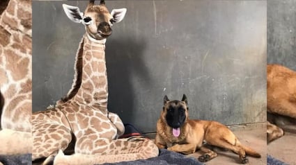 Illustration : Hunter le chien est en deuil : le girafon qu’il protégeait est décédé