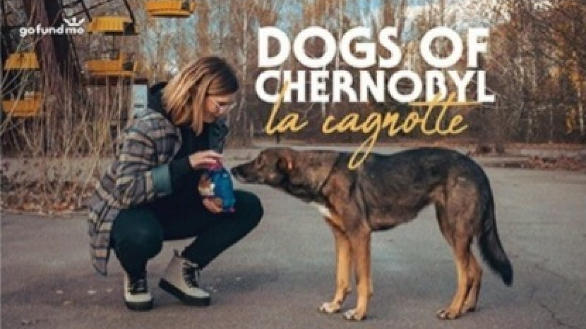 Illustration : "L’influenceuse Léa Camilleri au secours des chiens abattus en masse de Tchernobyl "